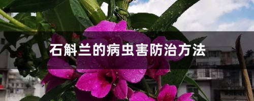 石斛兰的病虫害防治方法