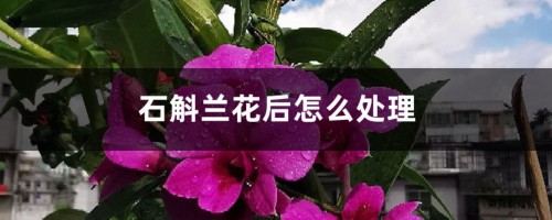 石斛兰花后怎么处理