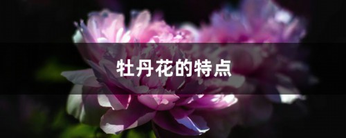 牡丹花的特点