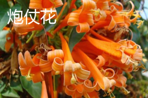 炮仗花花瓣