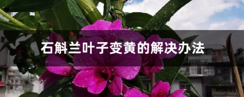 石斛兰叶子变黄的解决办法