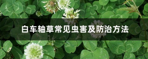 白车轴草常见虫害及防治方法