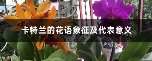 卡特兰的花语象征及代表意义